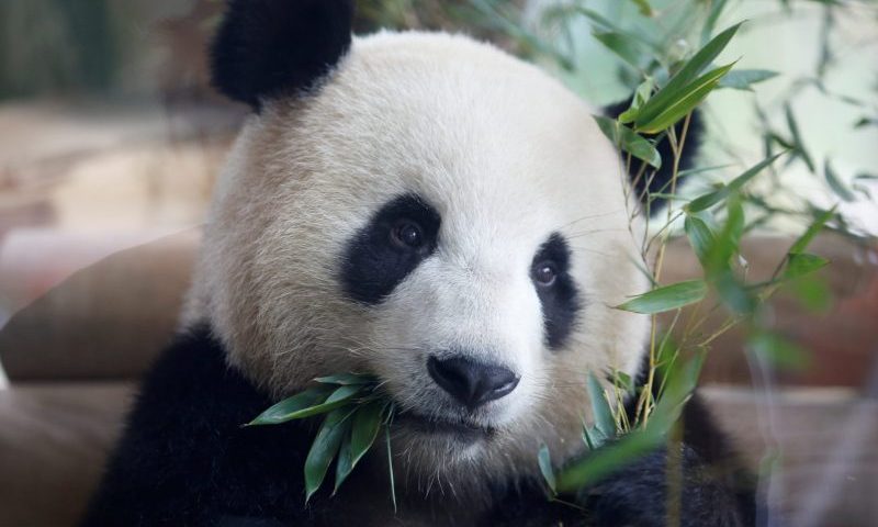 Jiao Qing, One of the two Chinese panda bears is seen as the German Chancellor and the Chinese President visit their compound during a welcome ceremony at the Zoologischer Garten zoo in Berlin on July 5, 2017. Chinese President Xi Jinping joins German Chancellor Angela Merkel to unveil pandas Meng Meng and Jiao Qing loaned by Beijing to Berlin zoo in a sign of friendly ties. / AFP PHOTO / POOL / AXEL SCHMIDT (Photo credit should read AXEL SCHMIDT/AFP via Getty Images)