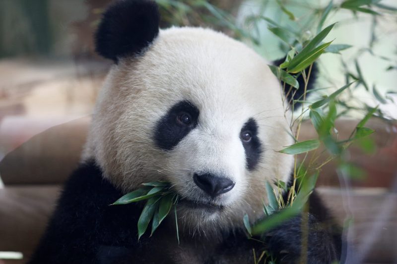 Xi Says China Will Send More Pandas To American Zoos – One America News