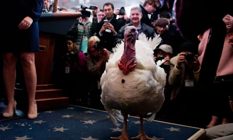 The press gets a sneak peak at the to-be-pardoned Thanksgiving turkey, Wishbone, in the press briefing room of the White House in Washington, DC, on November 21, 2017. / AFP PHOTO / JIM WATSON (Photo credit should read JIM WATSON/AFP via Getty Images)