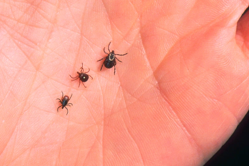 Close Up Of An Adult Female Deer Tick Dog Tick And A Lone Star Tick Are Shown June 15
390650 07: A Close Up Of An Adult Female Deer Tick, Dog Tick, And A Lone Star Tick Are Shown June 15, 2001 On The Palm Of A Hand. Ticks Cause An Acute Inflammatory Disease Characterized By Skin Changes, Joint Inflammation, And Flu-Like Symptoms Called Lyme Disease. (Photo By Getty Images)