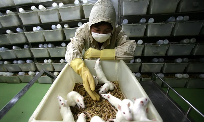 Rats And Mice In A Medical School Laboratory CHONGQING, CHINA - FEBRUARY 16: (CHINA OUT) A worker feeds white rats at an animal laboratory of a medical school on February 16, 2008 in Chongqing Municipality, China. Over 100,000 rats and mice are used in experiments every year for pharmaceutical research in the lab, where the temperature is kept at 24 degrees centigrade. (Photo by China Photos/Getty Images)