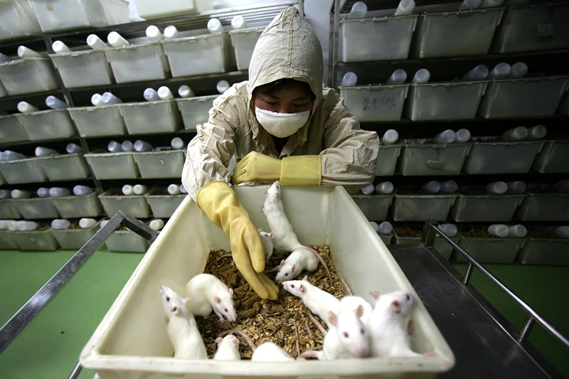 Rats And Mice In A Medical School Laboratory
CHONGQING, CHINA - FEBRUARY 16: (CHINA OUT) A worker feeds white rats at an animal laboratory of a medical school on February 16, 2008 in Chongqing Municipality, China. Over 100,000 rats and mice are used in experiments every year for pharmaceutical research in the lab, where the temperature is kept at 24 degrees centigrade. (Photo by China Photos/Getty Images)