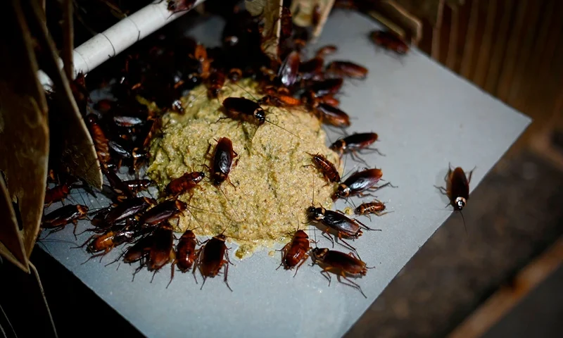 This picture taken on March 25, 2019 shows cockroaches eating feed at a roach farm in Yibin, China's southwestern Sichuan province. - As farmer Li Bingcai opened the door to his cockroach farm in southwest China, an insect the size of a dart flew into his face. Picking the critter off his forehead, he tossed it back into the dark room where some 10 million more of its kind scurried around, housed in wooden frames perched on shelves. The six-legged creatures may be a bugbear for most, but Li and other breeders in China are turning them into a niche business. (Photo by WANG ZHAO / AFP) / TO GO WITH AFP STORY CHINA-FARMS-FOOD-COCKROACH,FEATURE BY ELIZABETH LAW (Photo credit should read WANG ZHAO/AFP via Getty Images)