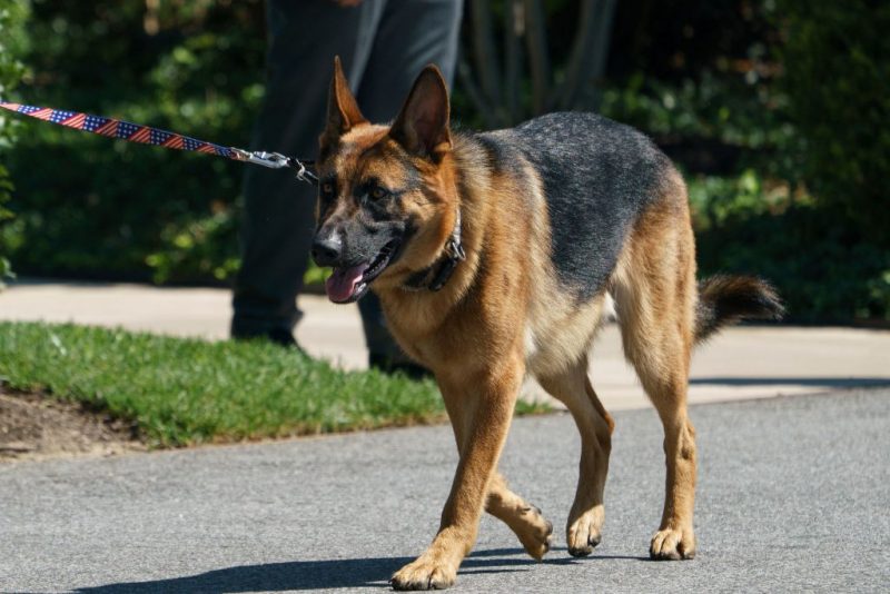 US President Joe Biden's dog 'Commander' walks on the south grounds of the White House in Washington, DC on August 9, 2022. (Photo by MANDEL NGAN / AFP) (Photo by MANDEL NGAN/AFP via Getty Images)