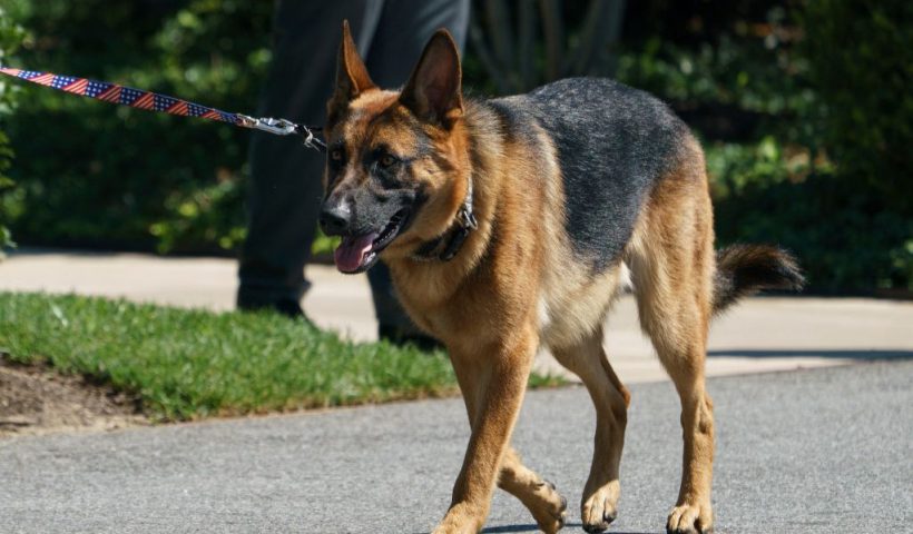 US President Joe Biden's dog 'Commander' walks on the south grounds of the White House in Washington, DC on August 9, 2022. (Photo by MANDEL NGAN / AFP) (Photo by MANDEL NGAN/AFP via Getty Images)