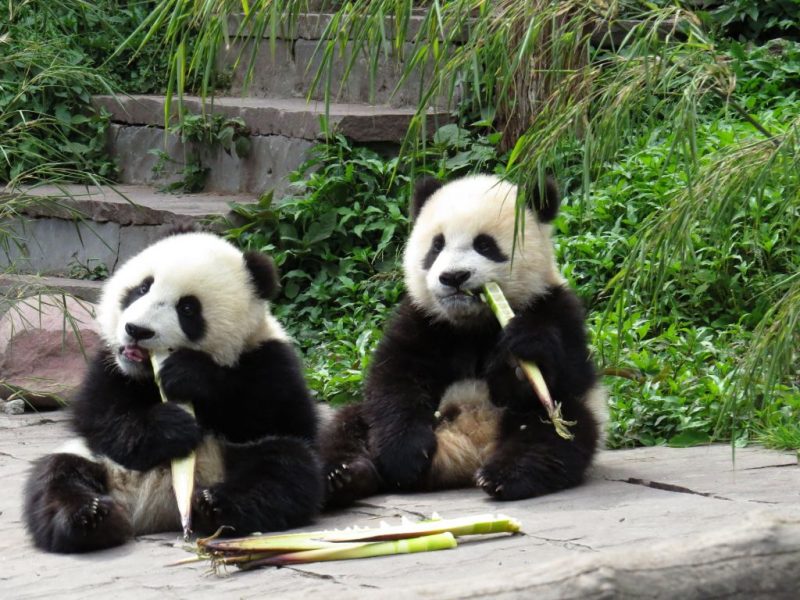 China to send 2 giant pandas to US zoo