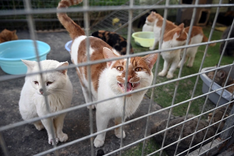 Cats of Oceanside aids local cat colonies