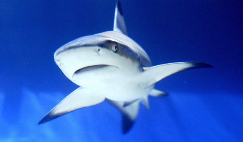 ISTANBUL, TURKEY: A shark is seen in an aquarium during the International Animal Fair in Istanbul, 02 April 2005. AFP PHOTO/Mustafa Ozer (Photo credit should read MUSTAFA OZER/AFP via Getty Images)