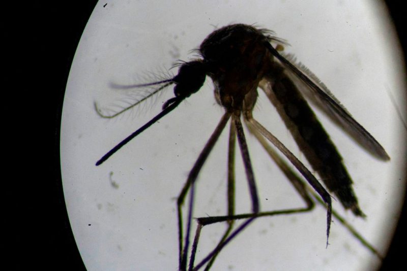 An Aedes aegypti mosquito is seen through a microscope at the Oswaldo Cruz Foundation laboratory in Rio de Janeiro, Brazil, on August 14, 2019. - After guzzling human blood, mosquitos in a Rio de Janeiro laboratory produce offspring infected with a bacteria that is packing a punch in the fight against dengue, which has exploded in Brazil this year. So far, results are promising. Scientists at Fiocruz institute, which is running the trial, report a 