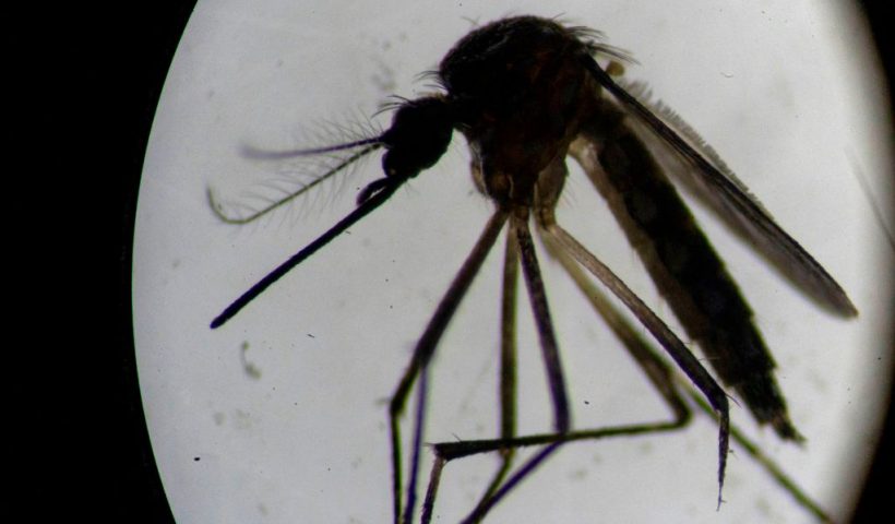 An Aedes aegypti mosquito is seen through a microscope at the Oswaldo Cruz Foundation laboratory in Rio de Janeiro, Brazil, on August 14, 2019. - After guzzling human blood, mosquitos in a Rio de Janeiro laboratory produce offspring infected with a bacteria that is packing a punch in the fight against dengue, which has exploded in Brazil this year. So far, results are promising. Scientists at Fiocruz institute, which is running the trial, report a "significant reduction" in cases of dengue and chikungunya in targeted neighborhoods. (Photo by MAURO PIMENTEL / AFP) (Photo by MAURO PIMENTEL/AFP via Getty Images)