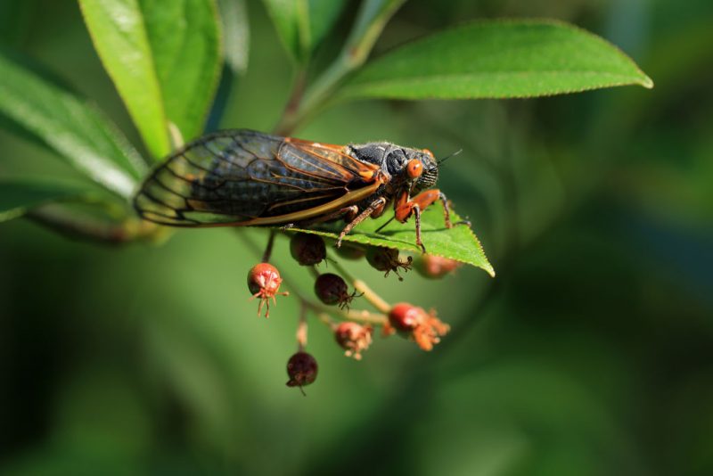 TAKOMA PARK, MD - MAY 15: A newly molted periodical cicada clings to a plant on May 15, 2021 in Takoma Park, Maryland. Once soil temperatures reach about 64°F, billions or perhaps trillions of Magicicada periodical cicada -- members of Brood X -- will emerge in fifteen states and the District of Columbia after living underground for 17 years they will molt, mate and die within a matter of weeks. (Photo by Chip Somodevilla/Getty Images)