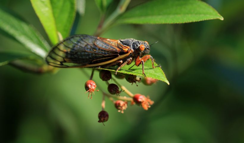 TAKOMA PARK, MD - MAY 15: A newly molted periodical cicada clings to a plant on May 15, 2021 in Takoma Park, Maryland. Once soil temperatures reach about 64°F, billions or perhaps trillions of Magicicada periodical cicada -- members of Brood X -- will emerge in fifteen states and the District of Columbia after living underground for 17 years they will molt, mate and die within a matter of weeks. (Photo by Chip Somodevilla/Getty Images)